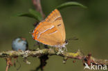 Sleedoornpage (Thecla betulae) 