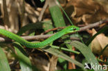 West African Green Mamba (Dendroaspis angusticeps)