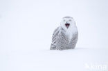 Sneeuwuil (Bubo scandiacus)