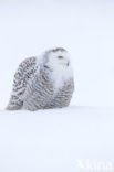 Snowy Owl (Bubo scandiacus)