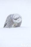 Sneeuwuil (Bubo scandiacus)