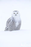 Snowy Owl (Bubo scandiacus)