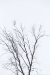 Snowy Owl (Bubo scandiacus)