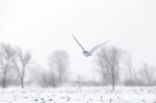 Snowy Owl (Bubo scandiacus)