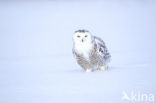 Snowy Owl (Bubo scandiacus)