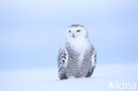 Snowy Owl (Bubo scandiacus)