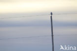 Snowy Owl (Bubo scandiacus)