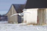 Snowy Owl (Bubo scandiacus)