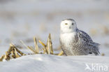 Snowy Owl (Bubo scandiacus)