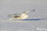 Sneeuwuil (Bubo scandiacus)