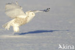 Snowy Owl (Bubo scandiacus)