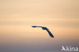 Snowy Owl (Bubo scandiacus)