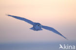 Snowy Owl (Bubo scandiacus)