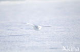 Snowy Owl (Bubo scandiacus)