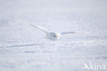 Snowy Owl (Bubo scandiacus)