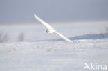 Snowy Owl (Bubo scandiacus)