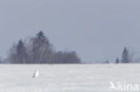 Snowy Owl (Bubo scandiacus)