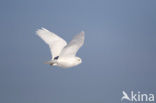 Snowy Owl (Bubo scandiacus)