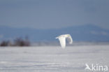 Snowy Owl (Bubo scandiacus)