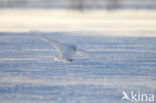 Snowy Owl (Bubo scandiacus)