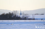 Snowy Owl (Bubo scandiacus)