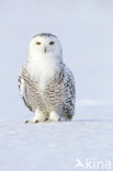 Snowy Owl (Bubo scandiacus)