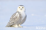 Snowy Owl (Bubo scandiacus)