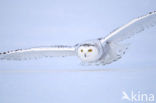 Snowy Owl (Bubo scandiacus)