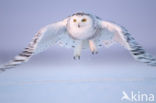 Snowy Owl (Bubo scandiacus)