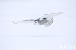 Sneeuwuil (Bubo scandiacus)