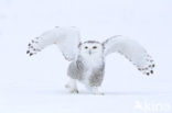 Snowy Owl (Bubo scandiacus)