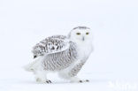 Sneeuwuil (Bubo scandiacus)