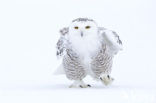 Snowy Owl (Bubo scandiacus)