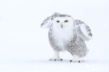 Snowy Owl (Bubo scandiacus)