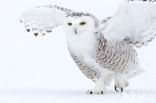 Sneeuwuil (Bubo scandiacus)