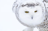 Snowy Owl (Bubo scandiacus)