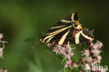 Spaanse vlag (Euplagia quadripunctaria)