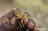 Grasshopper