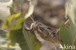Grasshopper