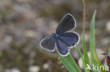 Short-tailed Blue (Cupido argiades)