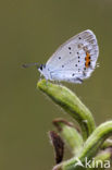 Short-tailed Blue (Cupido argiades)