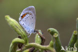 Short-tailed Blue (Cupido argiades)