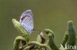 Short-tailed Blue (Cupido argiades)