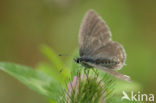 Short-tailed Blue (Cupido argiades)