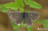 Short-tailed Blue (Cupido argiades)