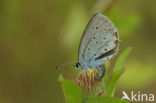 Staartblauwtje (Cupido argiades)