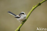 Long-tailed Tit (Aegithalos caudatus)