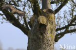 Little Owl (Athene noctua)