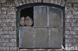 Little Owl (Athene noctua)