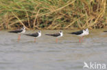 Black-winged Stilt (Himantopus himantopus)